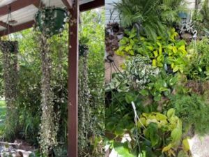 Photo of Geoffrey’s Plants & Ferns Photo of Geoffrey’s Plants & Ferns