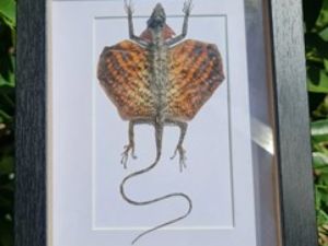 Photo of Salsa’s Insects & Stuff Photo of Salsa’s Insects & Stuff