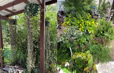 Geoffrey’s Plants Combo